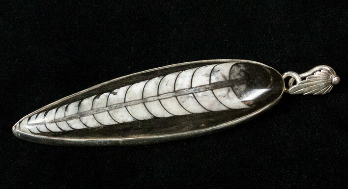 Fossil Orthoceras Pendant - Sterling Silver #16546